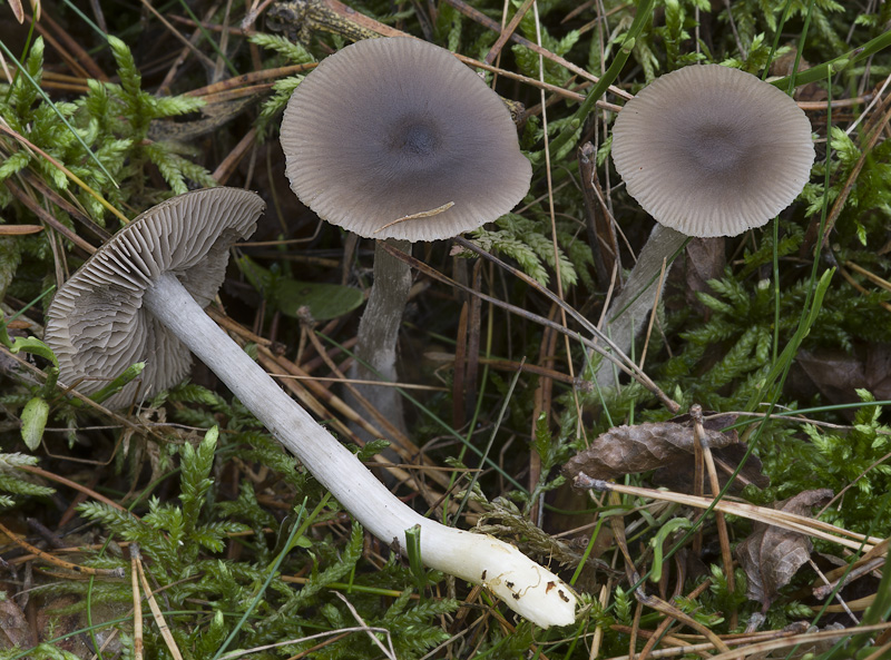 Entoloma vinaceum